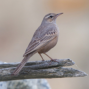 Long-billed Pipit